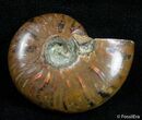 Inch Flashy Red Iridescent Ammonite #2584-1